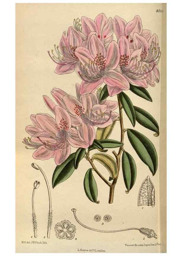 Reproducción/Reproduction 35668004680: Curtis's botanical magazine.. London ; New York [etc.] :Academic Press [etc.]