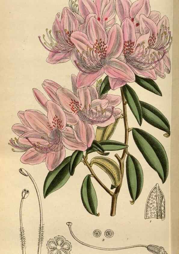 Reproducción/Reproduction 35668004680: Curtis's botanical magazine.. London ; New York [etc.] :Academic Press [etc.]