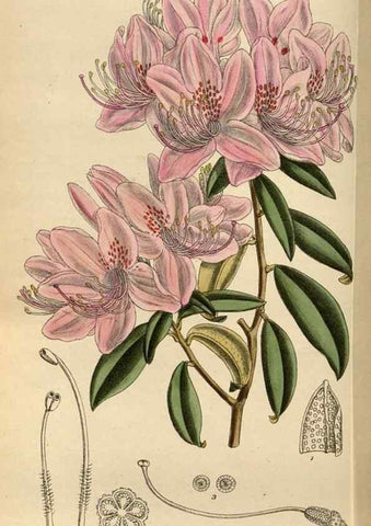 Reproducción/Reproduction 35668004680: Curtis's botanical magazine.. London ; New York [etc.] :Academic Press [etc.]