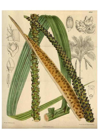 Reproducción/Reproduction 35668005290: Curtis's botanical magazine.. London ; New York [etc.] :Academic Press [etc.]