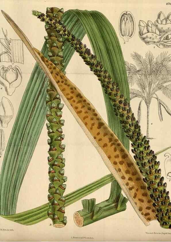 Reproducción/Reproduction 35668005290: Curtis's botanical magazine.. London ; New York [etc.] :Academic Press [etc.]
