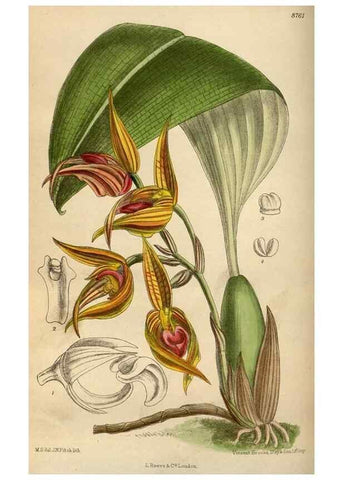 Reproducción/Reproduction 35668006000: Curtis's botanical magazine.. London ; New York [etc.] :Academic Press [etc.]