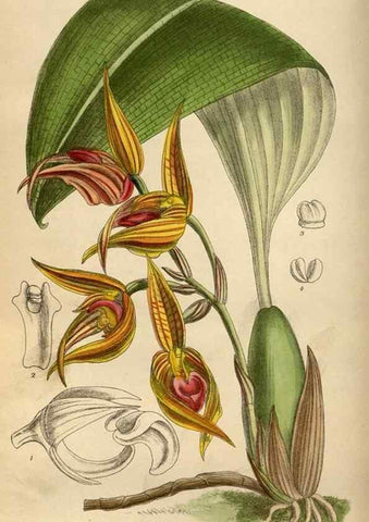 Reproducción/Reproduction 35668006000: Curtis's botanical magazine.. London ; New York [etc.] :Academic Press [etc.]