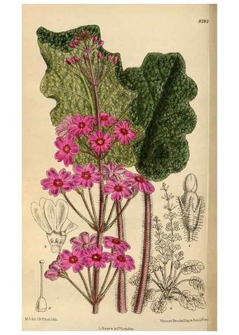Reproducción/Reproduction 35924418481: Curtis's botanical magazine.. London ; New York [etc.] :Academic Press [etc.]