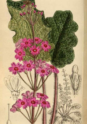Reproducción/Reproduction 35924418481: Curtis's botanical magazine.. London ; New York [etc.] :Academic Press [etc.]