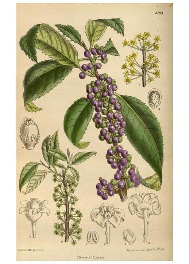 Reproducción/Reproduction 35924419951: Curtis's botanical magazine.. London ; New York [etc.] :Academic Press [etc.]