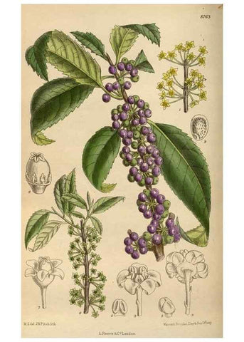 Reproducción/Reproduction 35924419951: Curtis's botanical magazine.. London ; New York [etc.] :Academic Press [etc.]