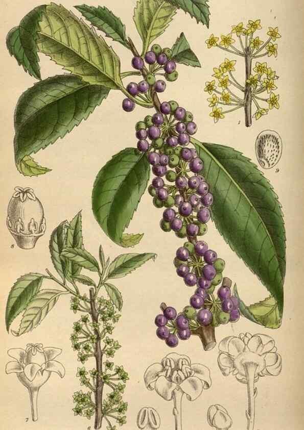 Reproducción/Reproduction 35924419951: Curtis's botanical magazine.. London ; New York [etc.] :Academic Press [etc.]