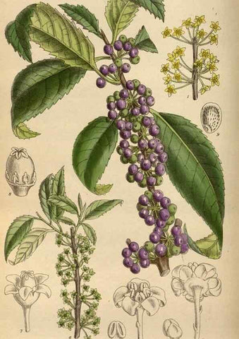 Reproducción/Reproduction 35924419951: Curtis's botanical magazine.. London ; New York [etc.] :Academic Press [etc.]