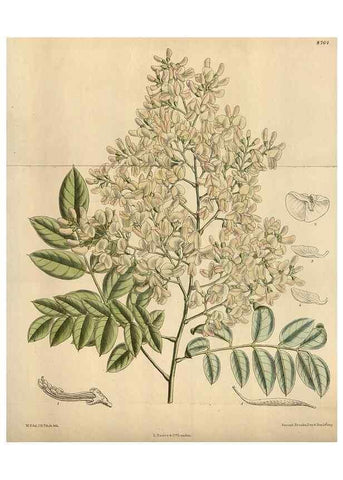 Reproducción/Reproduction 35924421251: Curtis's botanical magazine.. London ; New York [etc.] :Academic Press [etc.]