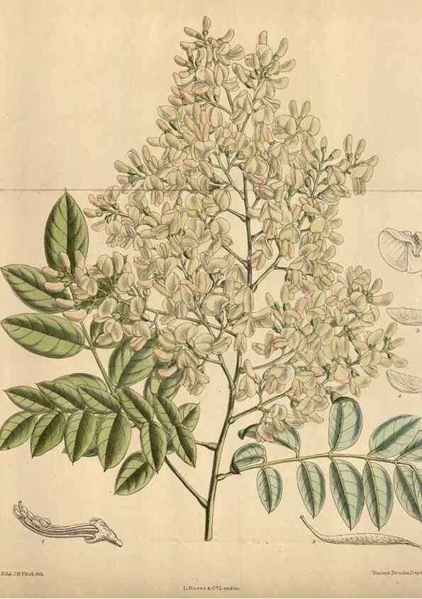 Reproducción/Reproduction 35924421251: Curtis's botanical magazine.. London ; New York [etc.] :Academic Press [etc.]