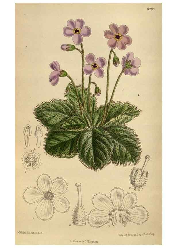 Reproducción/Reproduction 36016178356: Curtis's botanical magazine.. London ; New York [etc.] :Academic Press [etc.]