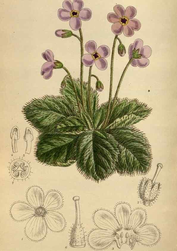 Reproducción/Reproduction 36016178356: Curtis's botanical magazine.. London ; New York [etc.] :Academic Press [etc.]