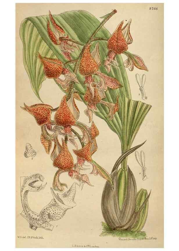 Reproducción/Reproduction 36016180546: Curtis's botanical magazine.. London ; New York [etc.] :Academic Press [etc.]