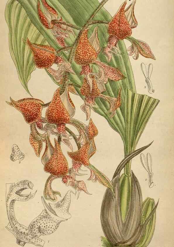 Reproducción/Reproduction 36016180546: Curtis's botanical magazine.. London ; New York [etc.] :Academic Press [etc.]