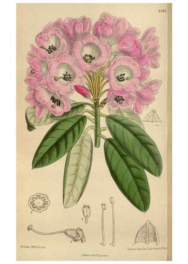Reproducción/Reproduction 36016183136: Curtis's botanical magazine.. London ; New York [etc.] :Academic Press [etc.]