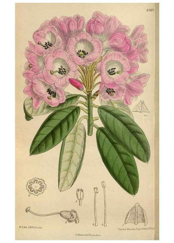 Reproducción/Reproduction 36016183136: Curtis's botanical magazine.. London ; New York [etc.] :Academic Press [etc.]