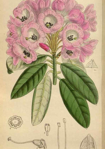 Reproducción/Reproduction 36016183136: Curtis's botanical magazine.. London ; New York [etc.] :Academic Press [etc.]