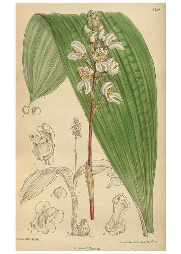 Reproducción/Reproduction 36016185466: Curtis's botanical magazine.. London ; New York [etc.] :Academic Press [etc.]