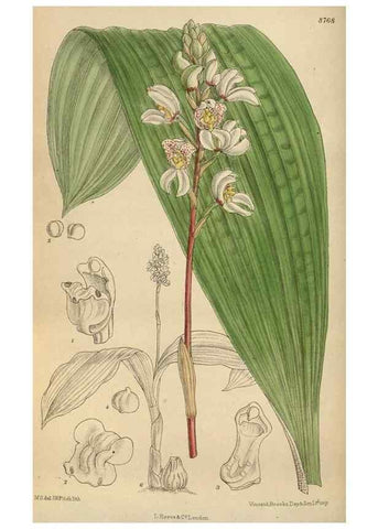 Reproducción/Reproduction 36016185466: Curtis's botanical magazine.. London ; New York [etc.] :Academic Press [etc.]