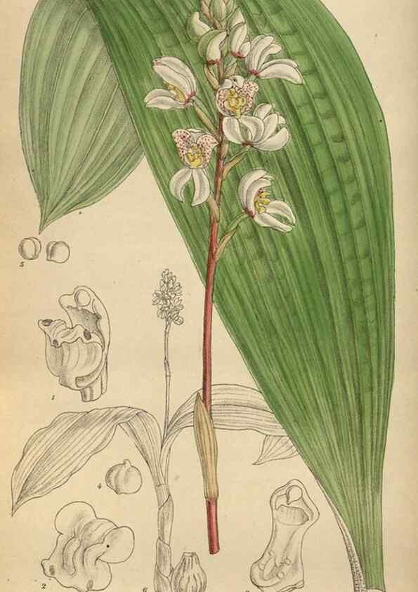 Reproducción/Reproduction 36016185466: Curtis's botanical magazine.. London ; New York [etc.] :Academic Press [etc.]