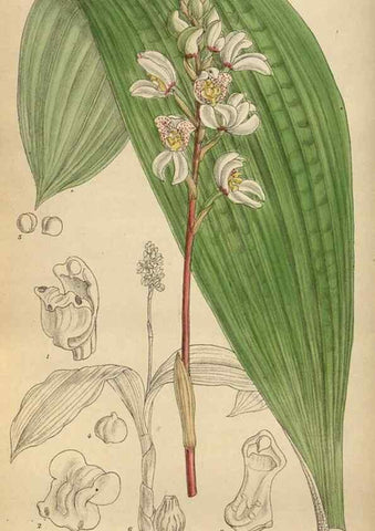 Reproducción/Reproduction 36016185466: Curtis's botanical magazine.. London ; New York [etc.] :Academic Press [etc.]