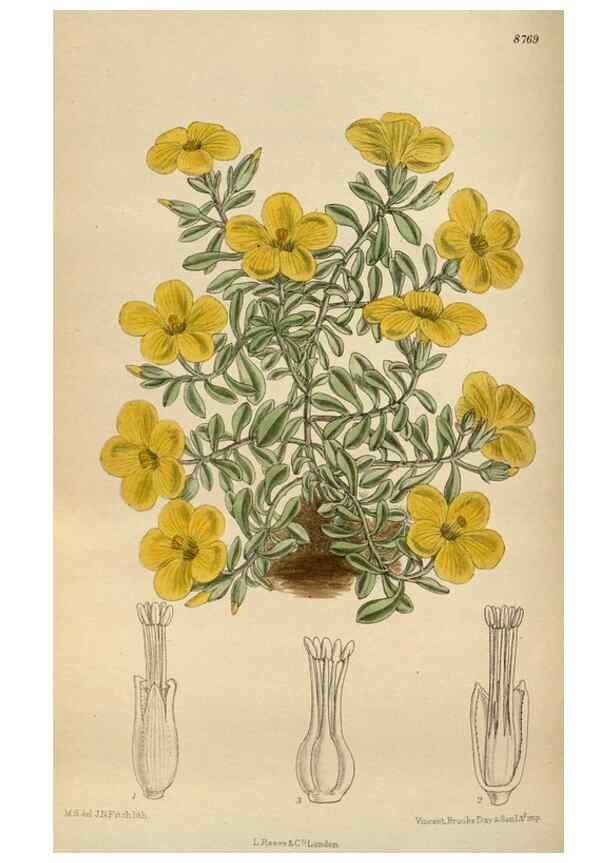 Reproducción/Reproduction 36016187316: Curtis's botanical magazine.. London ; New York [etc.] :Academic Press [etc.]