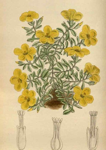 Reproducción/Reproduction 36016187316: Curtis's botanical magazine.. London ; New York [etc.] :Academic Press [etc.]