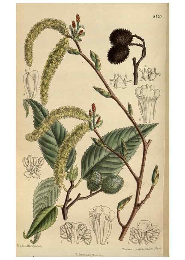 Reproducción/Reproduction 36016189006: Curtis's botanical magazine.. London ; New York [etc.] :Academic Press [etc.]