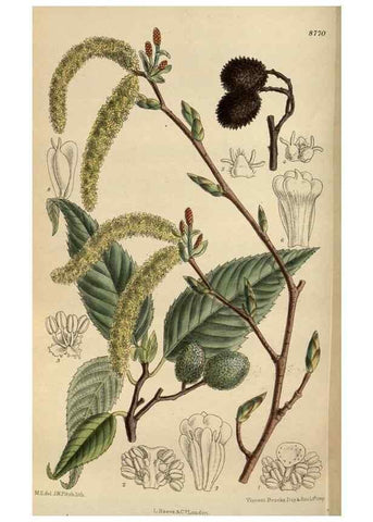 Reproducción/Reproduction 36016189006: Curtis's botanical magazine.. London ; New York [etc.] :Academic Press [etc.]