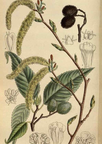 Reproducción/Reproduction 36016189006: Curtis's botanical magazine.. London ; New York [etc.] :Academic Press [etc.]