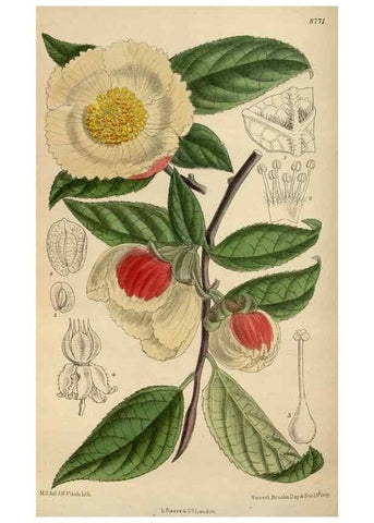 Reproducción/Reproduction 36016191036: Curtis's botanical magazine.. London ; New York [etc.] :Academic Press [etc.]