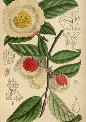 Reproducción/Reproduction 36016191036: Curtis's botanical magazine.. London ; New York [etc.] :Academic Press [etc.]