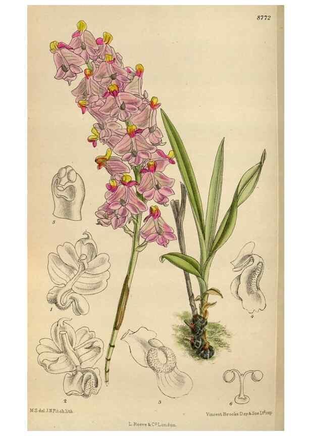 Reproducción/Reproduction 35886432882: Curtis's botanical magazine.. London ; New York [etc.] :Academic Press [etc.]