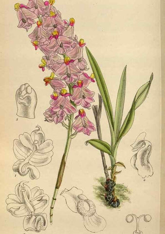 Reproducción/Reproduction 35886432882: Curtis's botanical magazine.. London ; New York [etc.] :Academic Press [etc.]