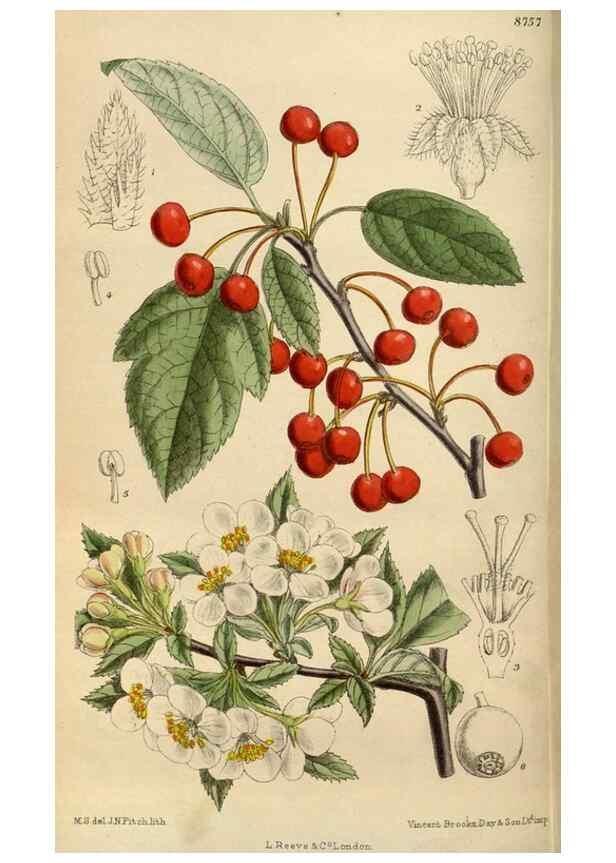 Reproducción/Reproduction 35924410991: Curtis's botanical magazine.. London ; New York [etc.] :Academic Press [etc.]