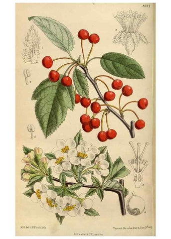 Reproducción/Reproduction 35924410991: Curtis's botanical magazine.. London ; New York [etc.] :Academic Press [etc.]