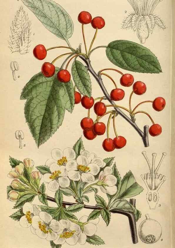 Reproducción/Reproduction 35924410991: Curtis's botanical magazine.. London ; New York [etc.] :Academic Press [etc.]