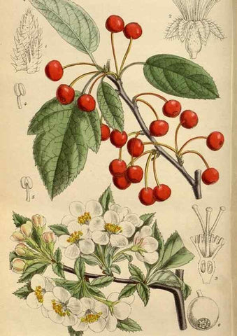 Reproducción/Reproduction 35924410991: Curtis's botanical magazine.. London ; New York [etc.] :Academic Press [etc.]
