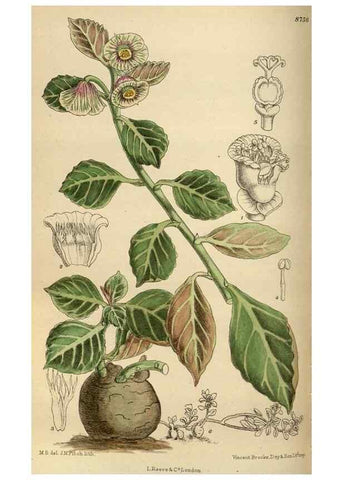 Reproducción/Reproduction 35924408231: Curtis's botanical magazine.. London ; New York [etc.] :Academic Press [etc.]