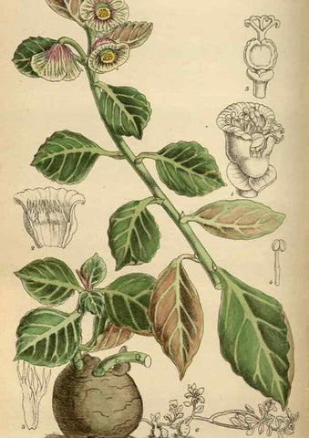 Reproducción/Reproduction 35924408231: Curtis's botanical magazine.. London ; New York [etc.] :Academic Press [etc.]
