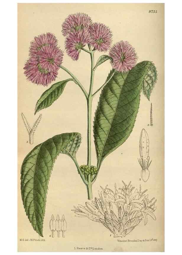 Reproducción/Reproduction 35886384322: Curtis's botanical magazine.. London ; New York [etc.] :Academic Press [etc.]
