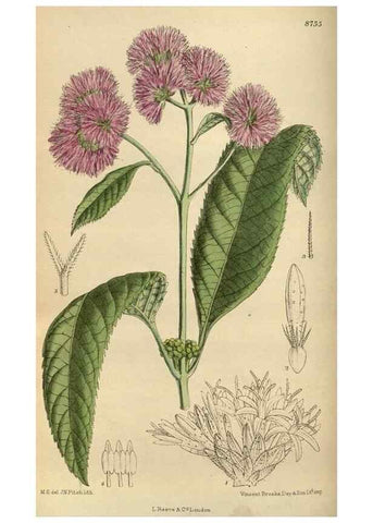 Reproducción/Reproduction 35886384322: Curtis's botanical magazine.. London ; New York [etc.] :Academic Press [etc.]