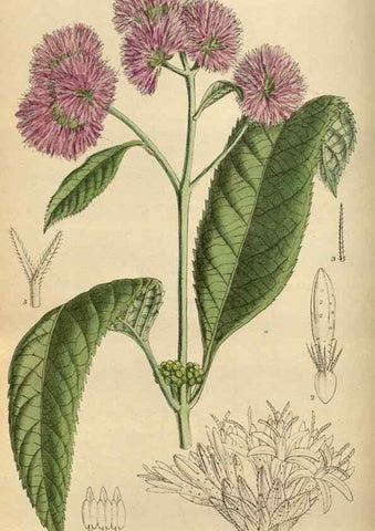 Reproducción/Reproduction 35886384322: Curtis's botanical magazine.. London ; New York [etc.] :Academic Press [etc.]