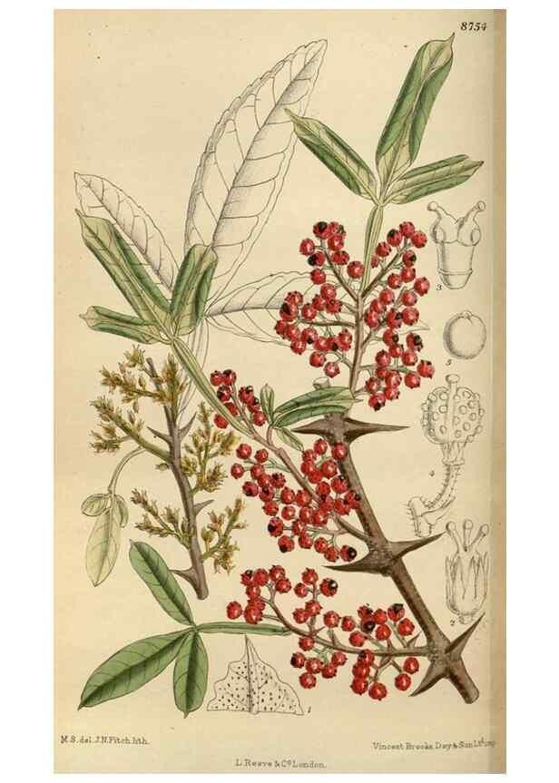 Reproducción/Reproduction 35886382772: Curtis's botanical magazine.. London ; New York [etc.] :Academic Press [etc.]