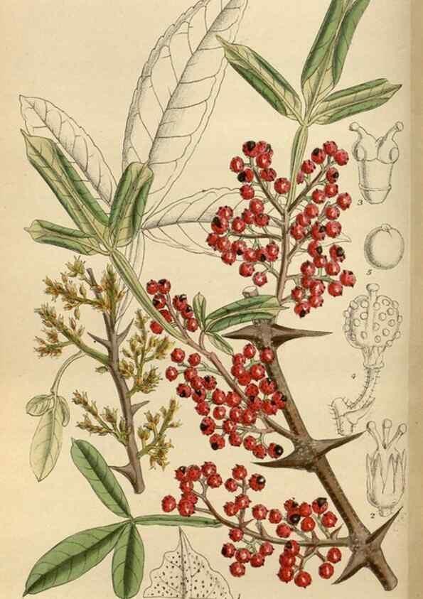 Reproducción/Reproduction 35886382772: Curtis's botanical magazine.. London ; New York [etc.] :Academic Press [etc.]