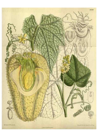 Reproducción/Reproduction 35885956692: Curtis's botanical magazine.. London ; New York [etc.] :Academic Press [etc.]