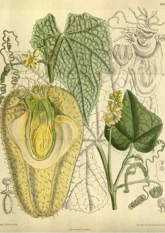 Reproducción/Reproduction 35885956692: Curtis's botanical magazine.. London ; New York [etc.] :Academic Press [etc.]