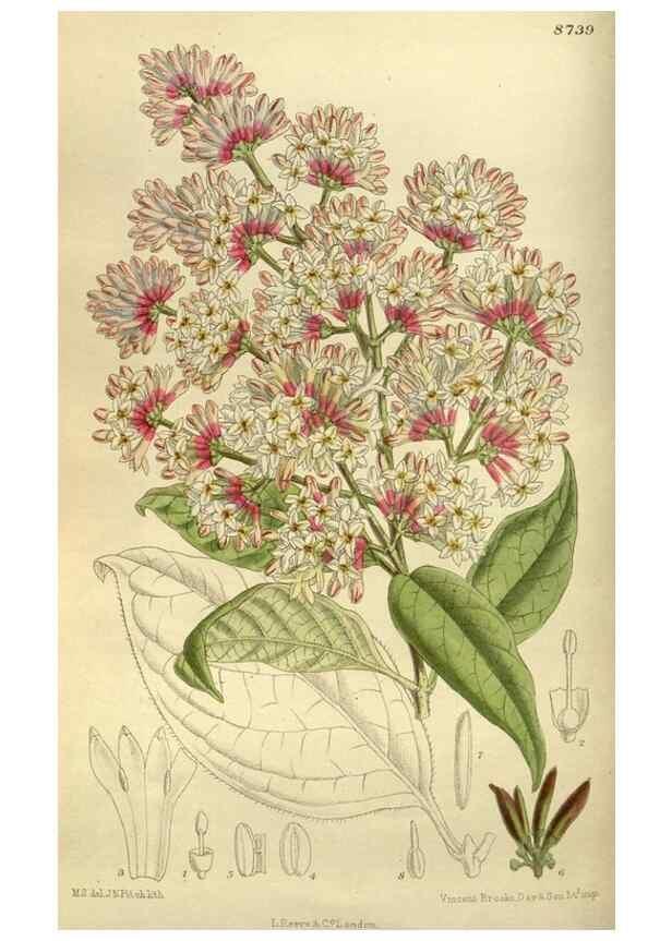 Reproducción/Reproduction 35885957742: Curtis's botanical magazine.. London ; New York [etc.] :Academic Press [etc.]