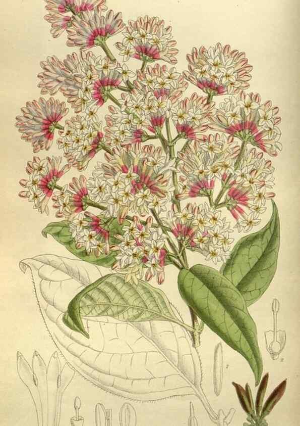 Reproducción/Reproduction 35885957742: Curtis's botanical magazine.. London ; New York [etc.] :Academic Press [etc.]
